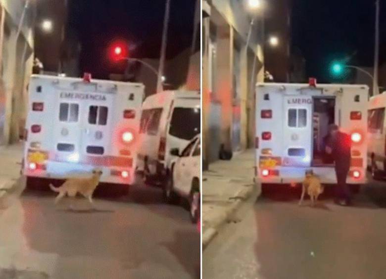 Un perro persiguió a su dueño que iba en una ambulancia en Boyacá. Foto: captura tomada de X @PlataformaALTO