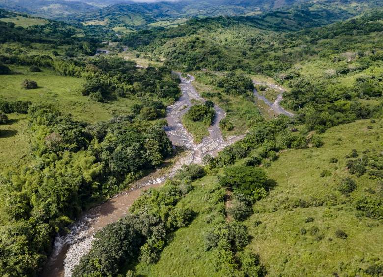 La mayoría de las semillas son cultivadas en los viveros de Celsia, y luego sembradas por las comunidades. En la foto se ve la reforestación en Támesis. FOTO Cortesía