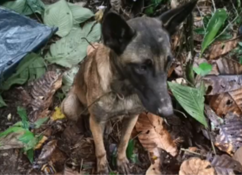 El video por el que se presume la reaparición de Wilson. FOTO: Captura de pantalla Twitter