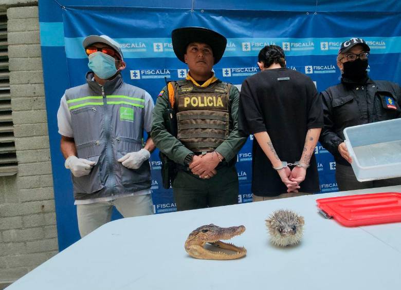 Un hombre en Sabaneta tenía en su casa una boa constrictora, un pez globo y la cabeza de una babilla