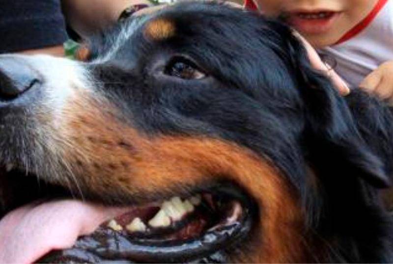 ¿Por qué es bueno que los niños crezcan con un perro?