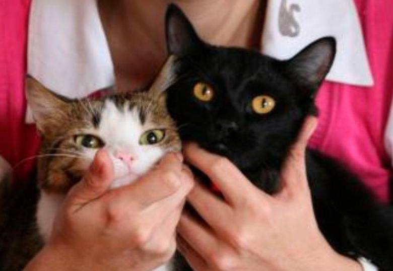 Lo que debes saber antes de adoptar un gato y nunca nadie te dijo