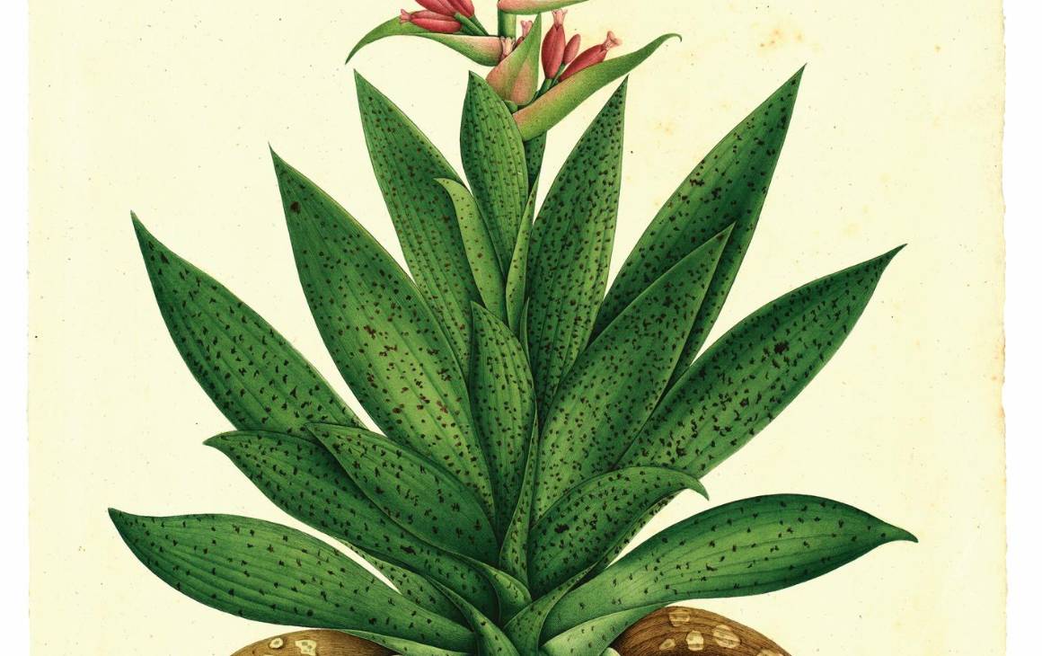Dibujos de la Expedición Botánica de Mutis están de visita en Medellín