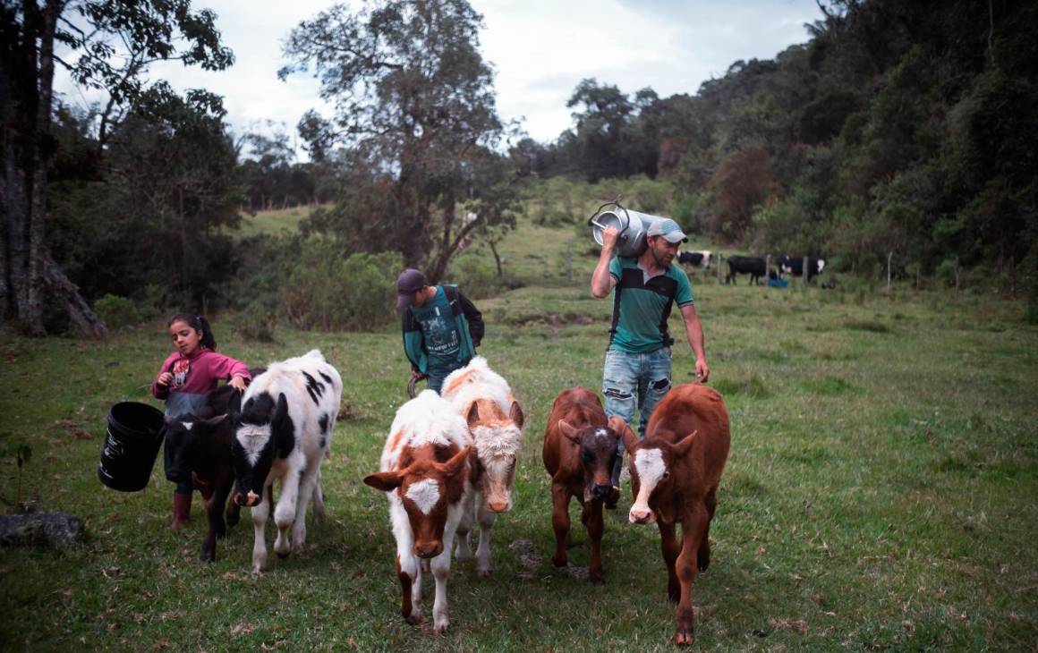 Los niños ayudan en las labores de ordeño. La venta de queso a los turistas que van al Machín es la principal fuente de ingresos de la familia Rodríguez. Foto: Santiago Ramírez.