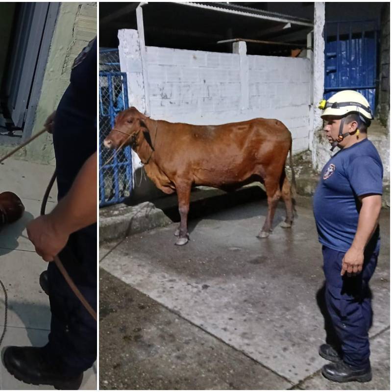 La vaca literalmente despertó y asustó a las personas de la casa donde cayó, por lo que después fue atendida por los bomberos del municipio de Marquetalia, Caldas. FOTO: REDES SOCIALES BOMBEROS MARQUETALIA