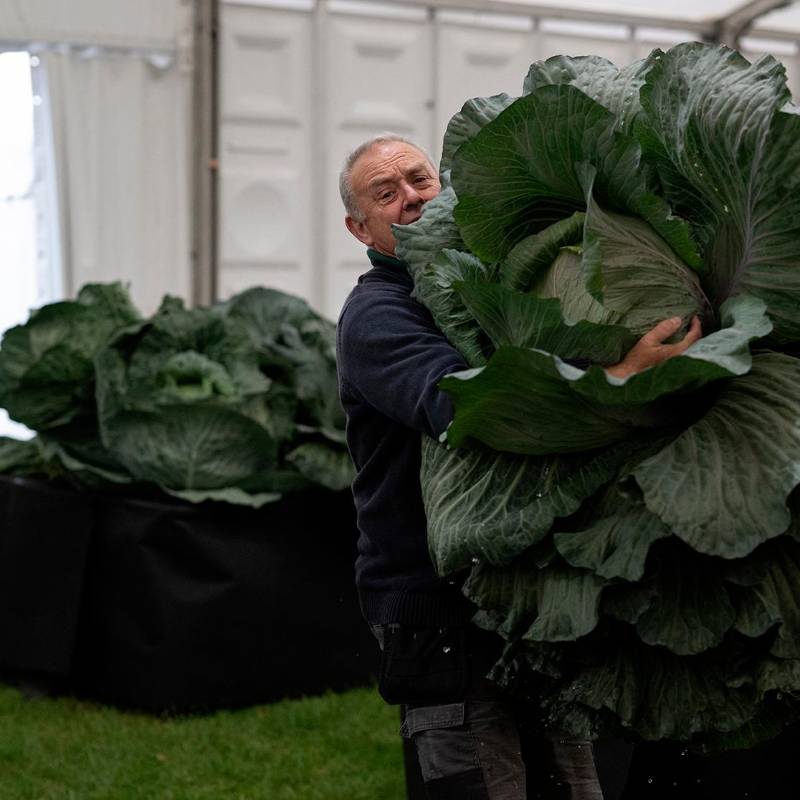 Stephen Purvis con su cebolla gigante de 7,6 kg que ganó el primer puesto en la categoría de cebolla más pesada del Campeonato Nacional de Cebollas. Foto: GETTY