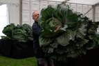 Stephen Purvis con su cebolla gigante de 7,6 kg que ganó el primer puesto en la categoría de cebolla más pesada del Campeonato Nacional de Cebollas. Foto: GETTY