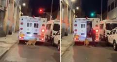 Un perro persiguió a su dueño que iba en una ambulancia en Boyacá. Foto: captura tomada de X @PlataformaALTO
