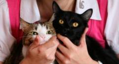 Lo que debes saber antes de adoptar un gato y nunca nadie te dijo