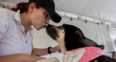 ¿Por qué se me acercan los perros en la calle?