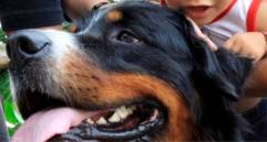 ¿Por qué es bueno que los niños crezcan con un perro?