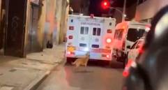 Toño, el perrito que corre detrás de una ambulancia para no dejar a su amo