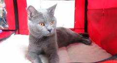 Diferencias entre gatos machos y hembras: ¿Cuáles se enferman más?