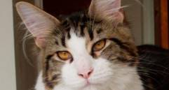 Adoptar un gato: ¿es mejor un macho o una hembra?