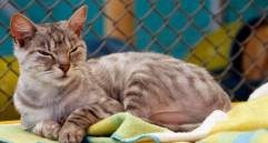 ¿Por qué los gatos duermen tanto?
