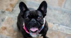 ¿Los perros ven a blanco y negro? Acá te revelamos este enigma
