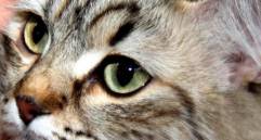 ¿Por qué los gatos botan bolas de pelo por su boca?