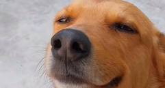 Con esta carita este perro lo consigue todo... y otros videos divertidos