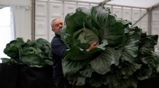 Stephen Purvis con su cebolla gigante de 7,6 kg que ganó el primer puesto en la categoría de cebolla más pesada del Campeonato Nacional de Cebollas. Foto: GETTY
