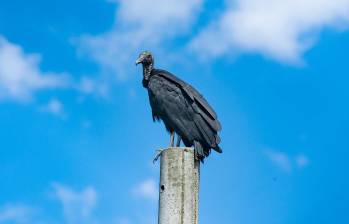 Los gallinazos son aves de carroña con un papel crucial para evitar plagas y preservar el equilibrio de los ecosistemas. FOTO: Jaime Pérez