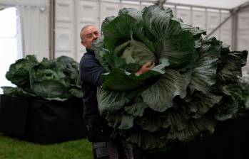 Stephen Purvis con su cebolla gigante de 7,6 kg que ganó el primer puesto en la categoría de cebolla más pesada del Campeonato Nacional de Cebollas. Foto: GETTY