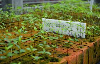 La mayoría de las semillas son cultivadas en los viveros de Celsia, y luego sembradas por las comunidades. En la foto se ve la reforestación en Támesis. FOTO Cortesía