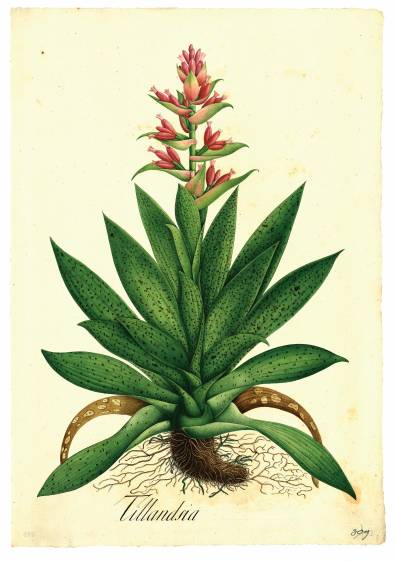 Dibujos de la Expedición Botánica de Mutis están de visita en Medellín