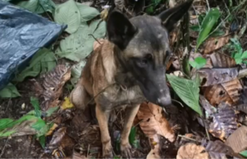 El video por el que se presume la reaparición de Wilson. FOTO: Captura de pantalla Twitter