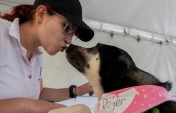 ¿Por qué se me acercan los perros en la calle?