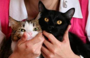 Lo que debes saber antes de adoptar un gato y nunca nadie te dijo