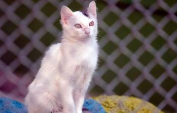Cinco datos curiosos de los gatos: ¡El primero es muy top!