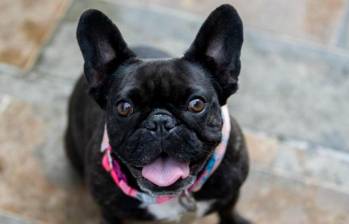 ¿Los perros ven a blanco y negro? Acá te revelamos este enigma