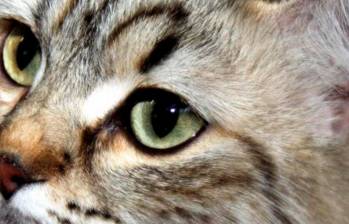¿Por qué los gatos botan bolas de pelo por su boca?