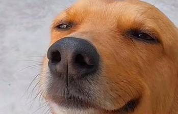 Con esta carita este perro lo consigue todo... y otros videos divertidos