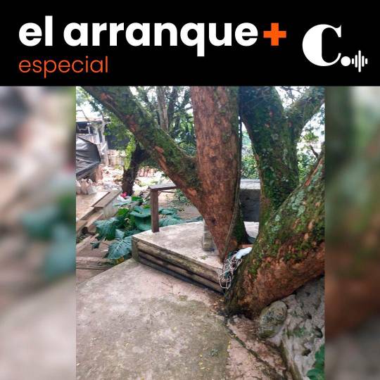 ¿Por qué se caen los árboles de la zona urbana de Medellín?