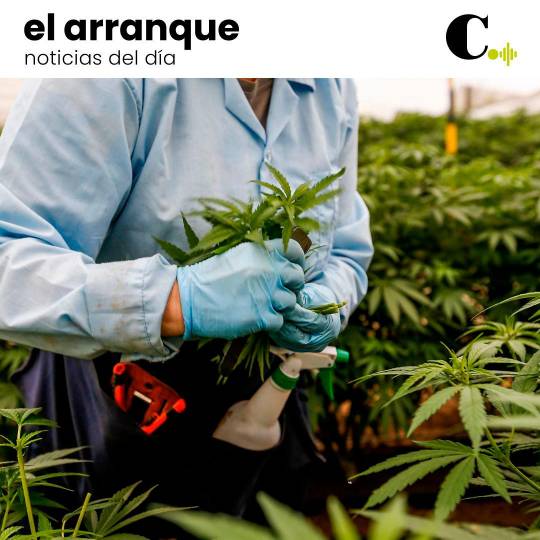 Cannabis: a un ‘plon’ de su aprobación 