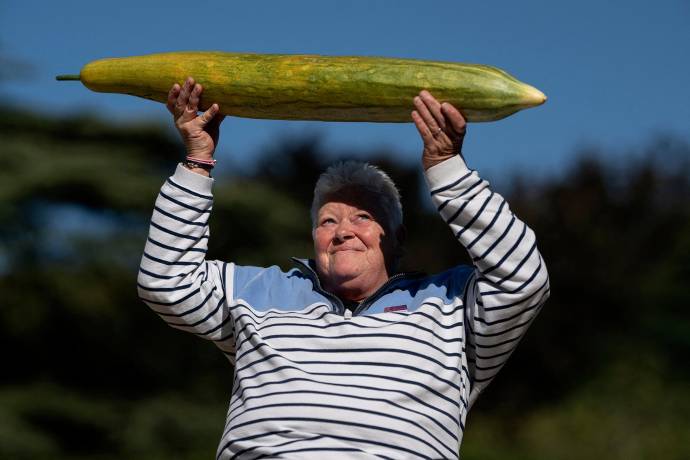 Carmel Atherton con su pepino gigante de un metro de largo que ganó el primer lugar en la categoría de pepino más largo del Concurso de vegetales gigantes, en la Exposición de flores de otoño de Harrogate en Newby Hall and Gardens. Foto: AFP
