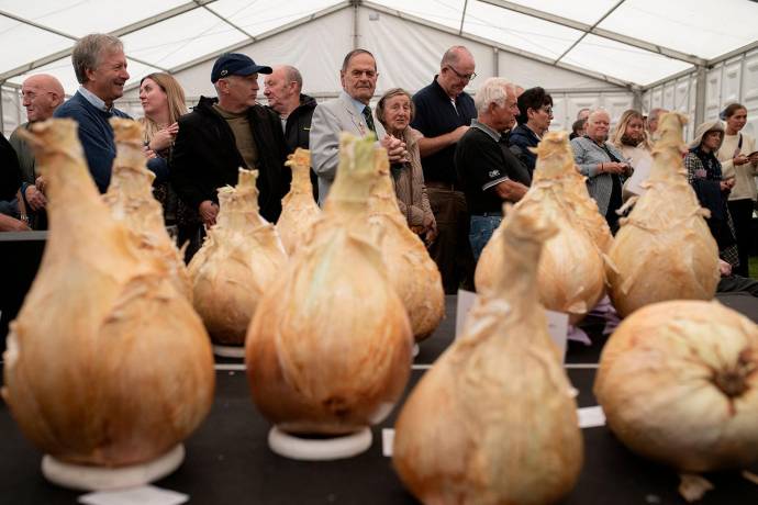 Más allá de ser una simple competencia, la exhibición de hortalizas gigantes es una tradición arraigada en la cultura británica. Cada año, agricultores y horticultores comparten secretos y técnicas para cultivar estas maravillas de la naturaleza. Foto: AFP