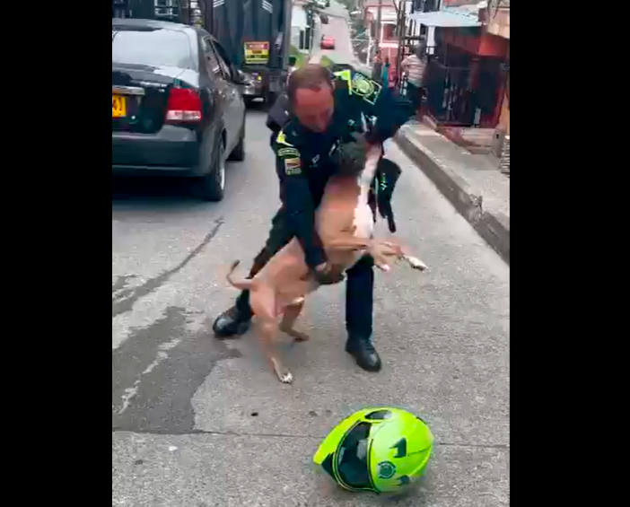 El perro asesinado tenía cuatro años de edad y según su dueña nunca había sido agresivo. IMAGEN TOMADA DE VIDEO