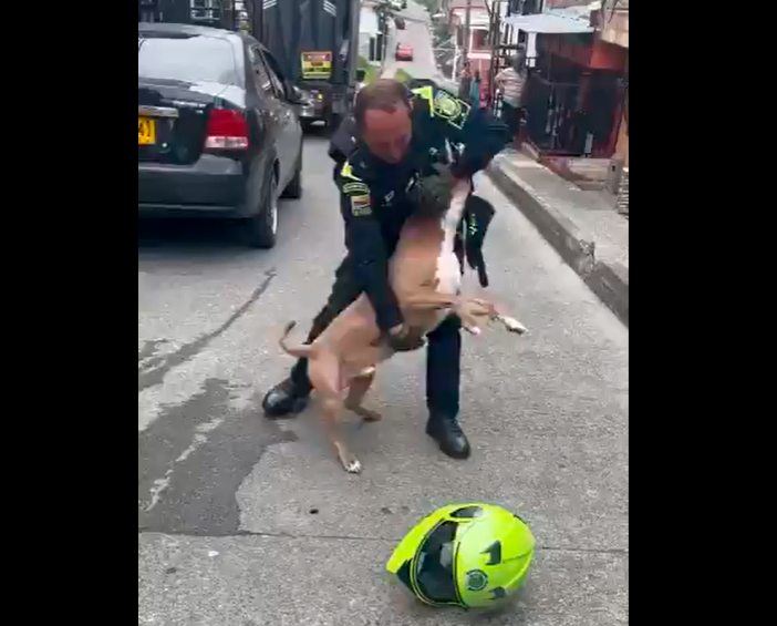 En el video se ve cómo el policía forcejea con el animal sin lograr quitárselo de encima, hasta que su compañero pide autorización para dispararle. IMAGEN TOMADA DE VIDEO