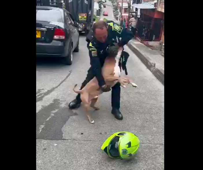 En el video se ve cómo el policía forcejea con el animal sin lograr quitárselo de encima, hasta que su compañero pide autorización para dispararle. IMAGEN TOMADA DE VIDEO
