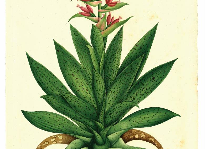 $!Dibujos de la Expedición Botánica de Mutis están de visita en Medellín