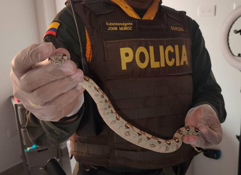 Esta es la boa que encontraron en la casa. Fue enviada al Área Metropolitana para su rehabilitación. FOTO: CORTESÍA