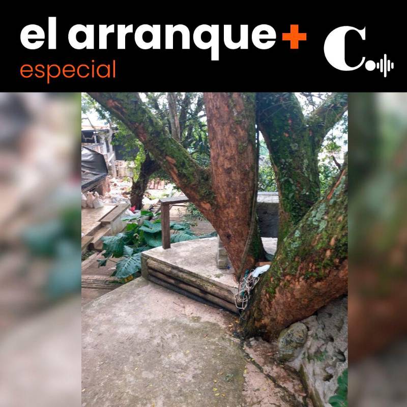 ¿Por qué se caen los árboles de la zona urbana de Medellín?