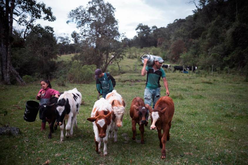 Los niños ayudan en las labores de ordeño. La venta de queso a los turistas que van al Machín es la principal fuente de ingresos de la familia Rodríguez. Foto: Santiago Ramírez.