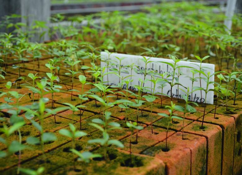 Celsia sembró más de 13 millones de árboles nativos
