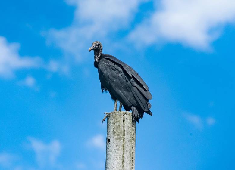 Los gallinazos son aves de carroña con un papel crucial para evitar plagas y preservar el equilibrio de los ecosistemas. FOTO: Jaime Pérez