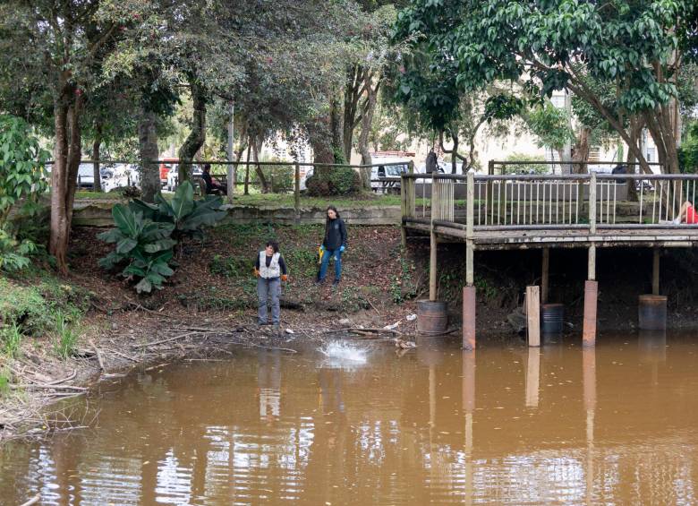 Alerta en el Oriente: confirman presencia de la peligrosa langostilla roja en humedales de Rionegro