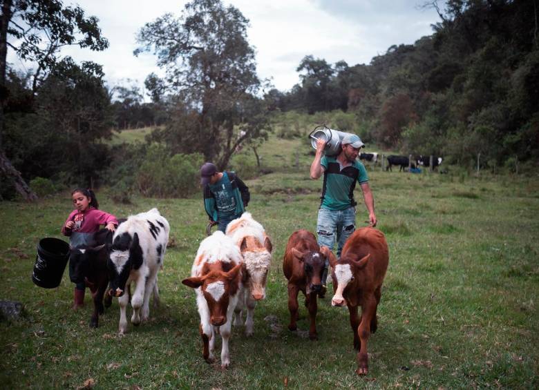 Los niños ayudan en las labores de ordeño. La venta de queso a los turistas que van al Machín es la principal fuente de ingresos de la familia Rodríguez. Foto: Santiago Ramírez.