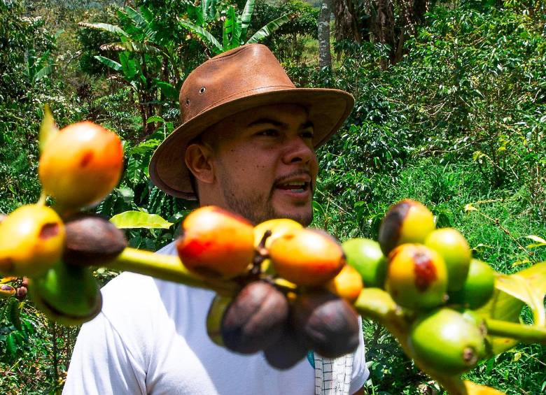 250 familias del Occidente antioqueño crearon una asociación y ahora exportan café de origen a China 